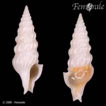 Image of Agladrillia pudica 