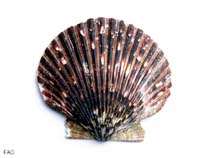 Image of Argopecten purpuratus (Peruvian calico scallop)