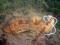 Image of Bohadschia similis (Brownspotted sandfish)