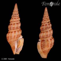 Image of Carinodrillia braziliensis 