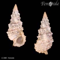 Image of Cerithium echinatum (Spinose cerith)