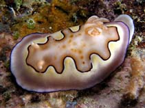 Image of Chromodoris coi (Co\