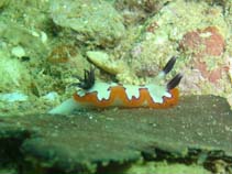 Image of Goniobranchus fidelis (Reliable Chromodoris)