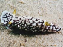 Image of Chromodoris geometrica (Geometric Chromodoris)