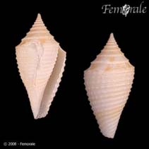 Image of Conasprella bajanensis 