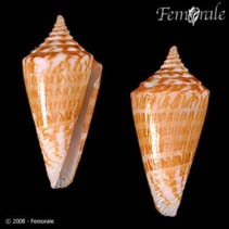 Image of Conus bayeri 