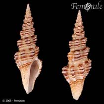 Image of Compsodrillia bicarinata 