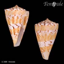 Image of Conasprella centurio 