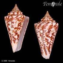 Image of Conus clerii 