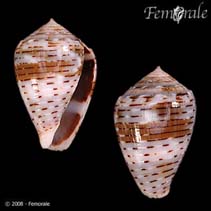 Image of Conus coronatus (Crowned cone)