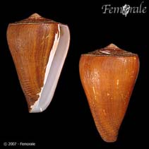 Image of Conus fergusoni 