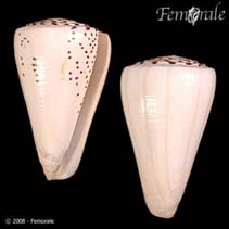 Image of Conus leopardus (Leopard cone)