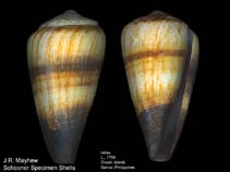 Image of Conus miles (Soldier cone)