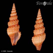 Image of Compsodrillia opaca 