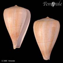 Image of Conus patricius 