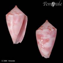 Image of Conasprella jaspidea (Jasper cone)