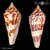 Image of Conus villepinii 