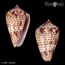 Image of Conasprella ximenes 