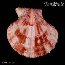 Image of Cryptopecten vesiculosus 