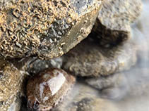 Image of Mauritia arabica (Arabian cowrie)