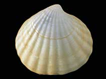 Image of Cyclocardia astartoides 