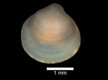 Image of Cyamiocardium chuanisinense 