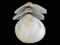 Image of Cyamiocardium denticulatum 