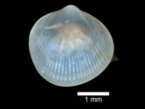 Image of Cyamiocardium namuncurense 