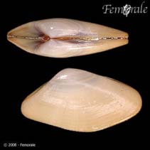 Image of Donax californicus (California beanclam)