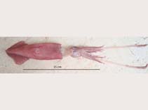 Image of Doryteuthis pleii (Slender inshore squid)