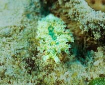 Image of Elysia crispata (Lettuce seaslug)