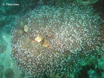 Image of Euphyllia glabrescens (Brain trumpet coral)