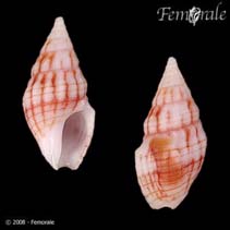 Image of Fenimorea fucata 