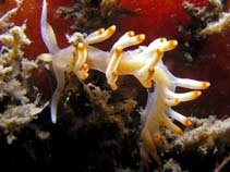 Image of Flabellina bicolor (Ornate flabellina)