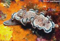 Image of Glossodoris hikuerensis (Hikueru Glossodoris)