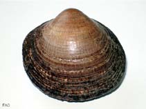 Image of Glycymeris insubrica 