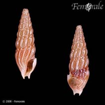 Image of Globidrillia micans 