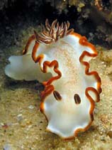 Image of Glossodoris rufomarginata (Red-margined Glossodoris)