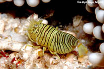 Image of Gnathophyllum americanum (Bumblebee shrimp)