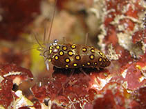 Image of Gnathophyllum circellum (Circled shrimp)