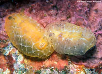 Image of Halgerda dalanghita 