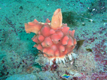 Image of Halocynthia roretzi (Korean common sea squirt)