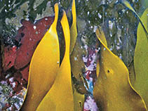 Image of Himantothallus grandifolius (Large frond tang)