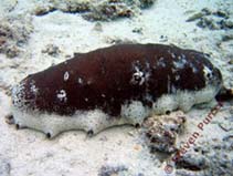 Image of Holothuria fuscogilva (White teatfish)