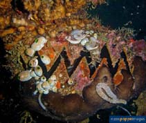 Image of Hyotissa hyotis (Honeycomb oyster)