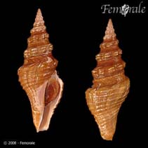 Image of Knefastia funiculata 