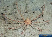 Image of Latreillia valida (Banded arrow crab)