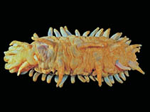 Image of Laetmogone violacea 