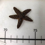 Image of Leptasterias arctica (Arctic star)