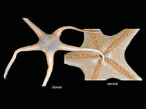 Image of Leptychaster flexuosus 